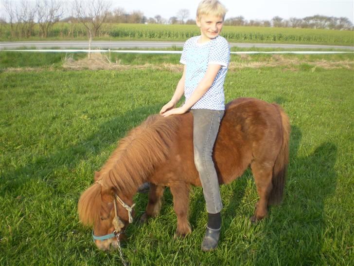 Shetlænder Oline - min lillebror der rider billede 9