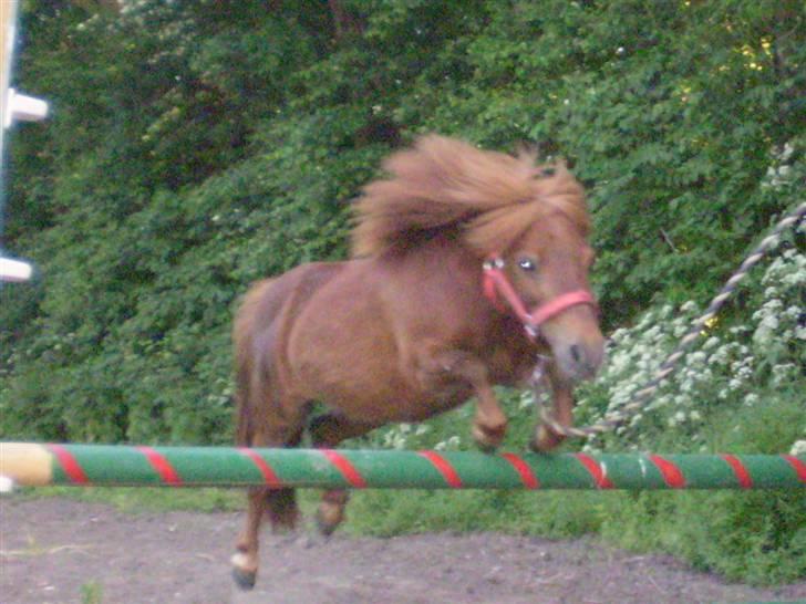 Shetlænder Oline billede 10