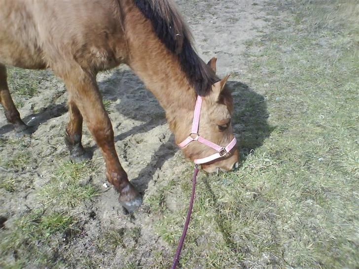 Anden særlig race Sascha solgt ::( billede 1