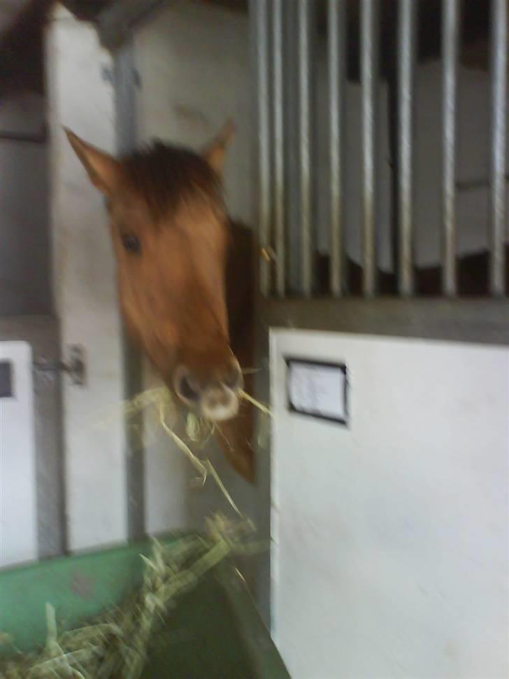 Anden særlig race Sascha solgt ::( billede 2