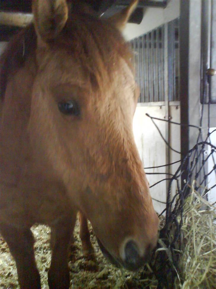 Anden særlig race Sascha solgt ::( billede 3