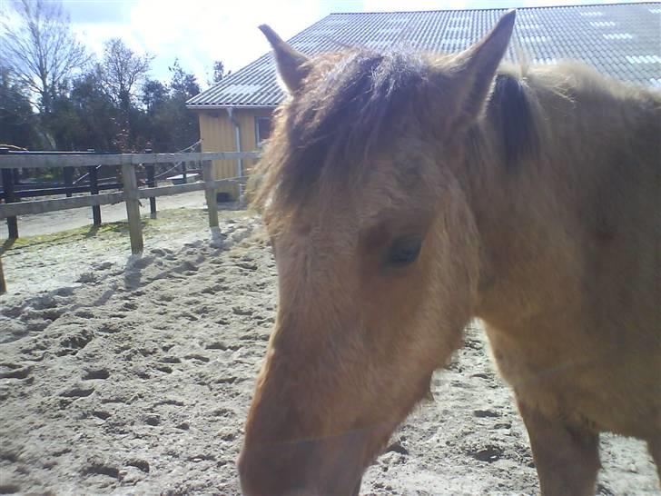 Anden særlig race Sascha solgt ::( billede 4