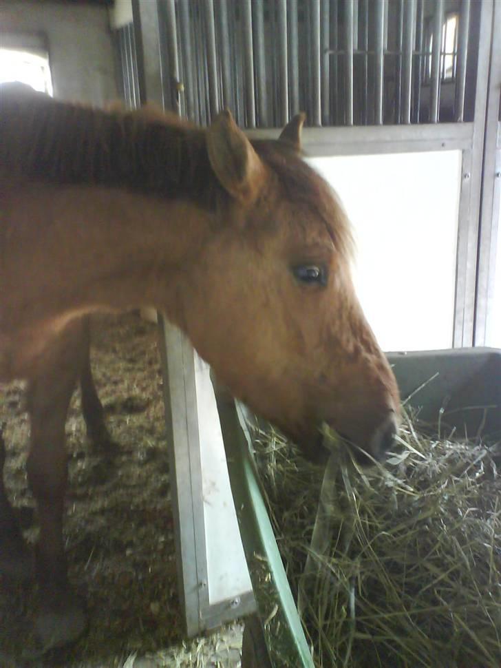 Anden særlig race Sascha solgt ::( billede 5