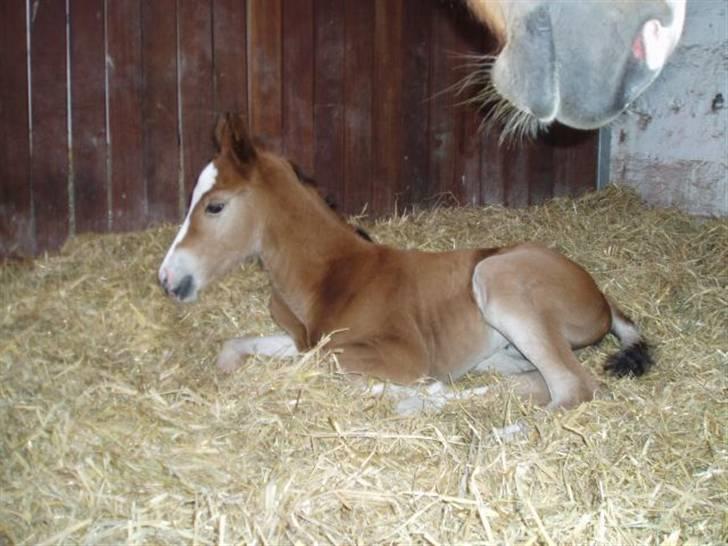 Dansk Varmblod Stald Holm´s Lechea SOLGT - putte i boksen billede 7