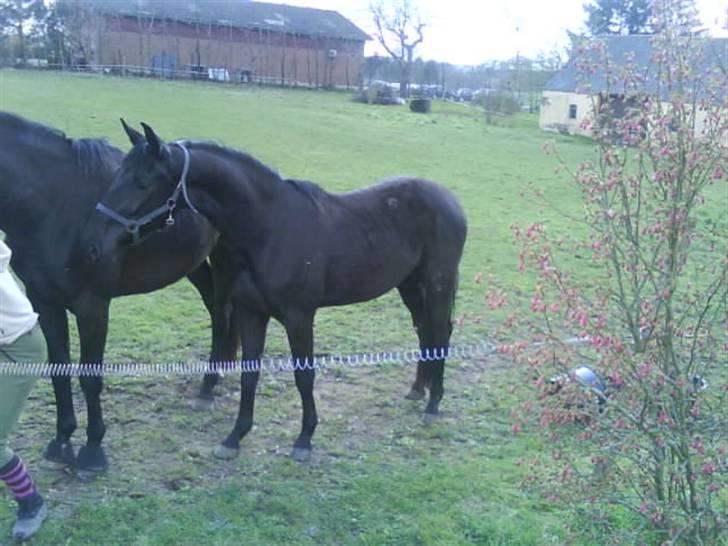 Dansk Varmblod Bysteds Bluca  SOLGT - bluca med Cavo billede 3