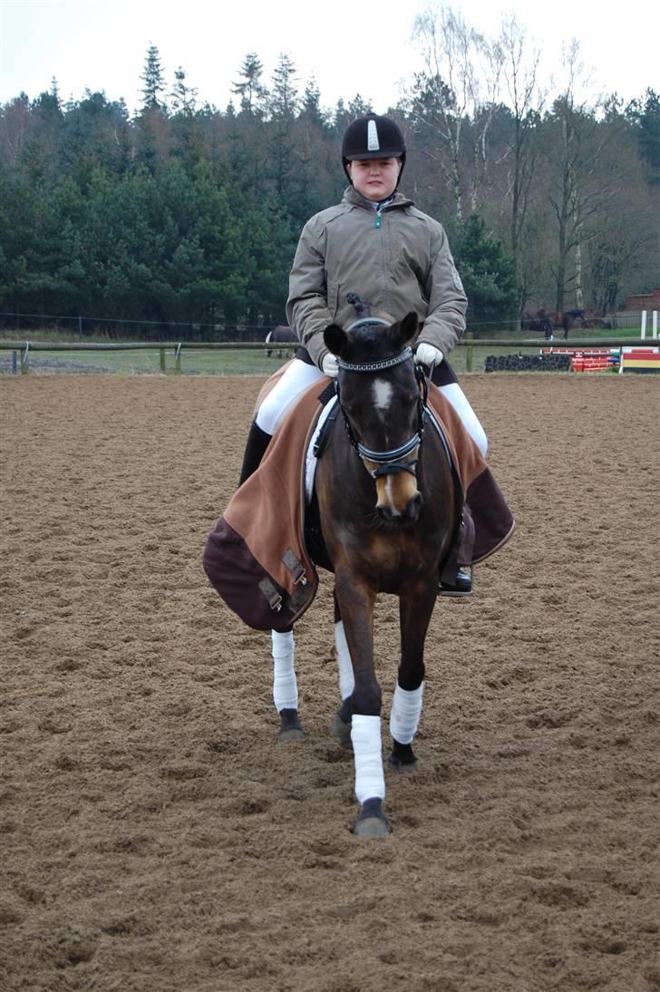 Welsh Pony af Cob-type (sec C) Hamriks Brandy  - stævne i kongsvad, vores første stævne sammen. billede 2