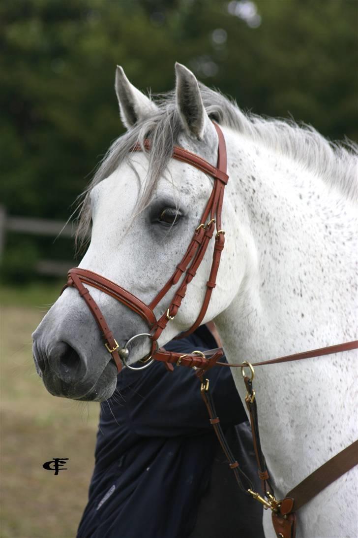 Connemara WOOLY WESTLAND † billede 1