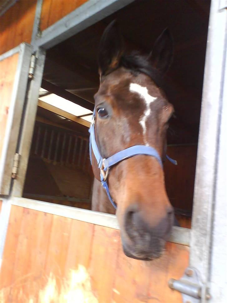 Anden særlig race Manuela  billede 2