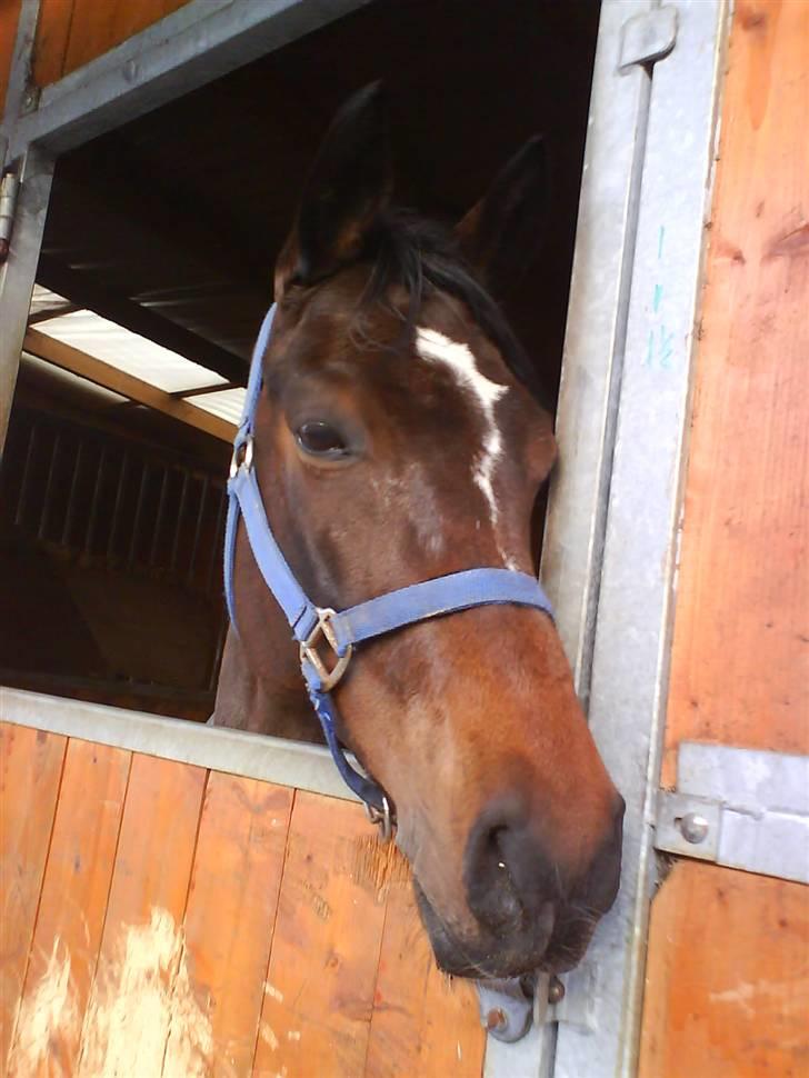 Anden særlig race Manuela  - billedet er taget da jeg var oppe og prøve hende. billede 4