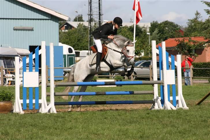 Connemara WOOLY WESTLAND † billede 9