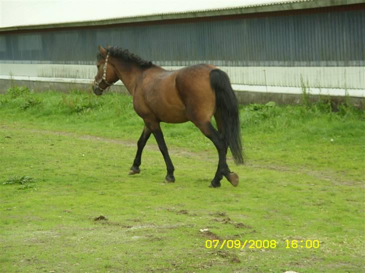 Anden særlig race Bonnie.Gammel part(: billede 13