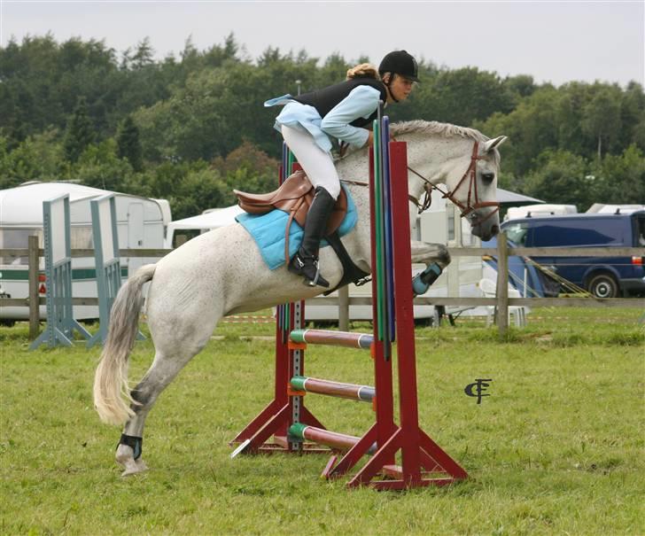 Connemara WOOLY WESTLAND † billede 12