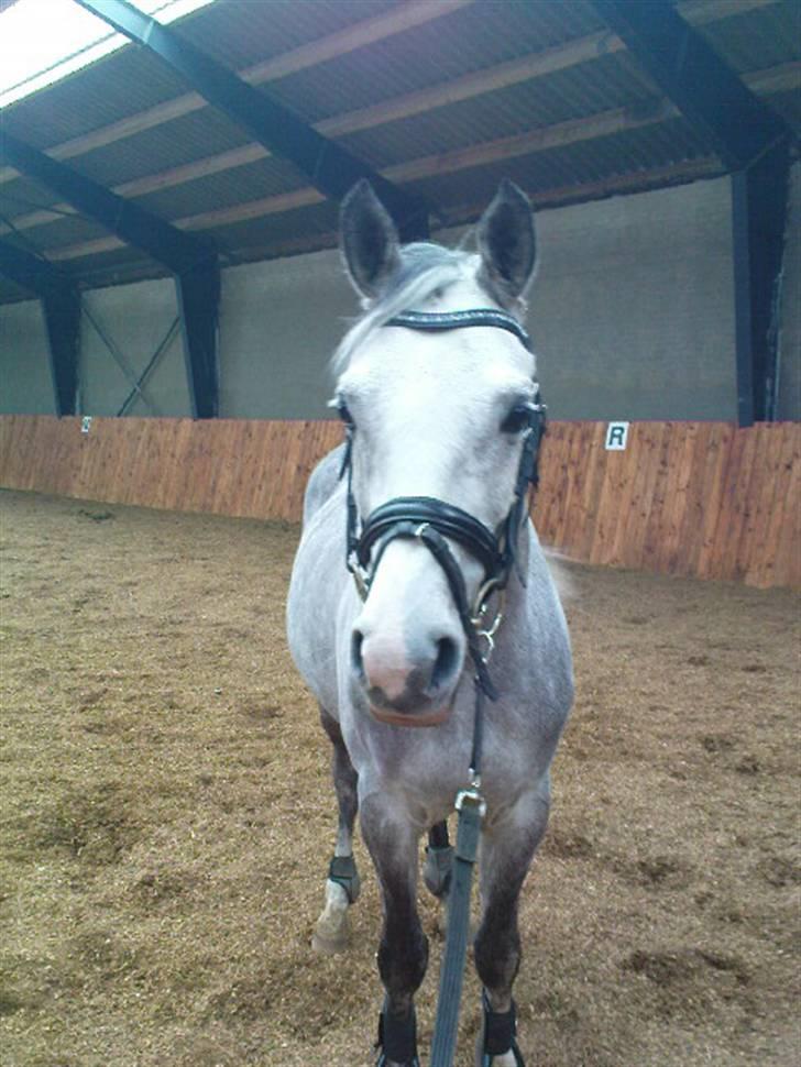 Arabisk fuldblod (OX) Rashid ox R.I.P. billede 16