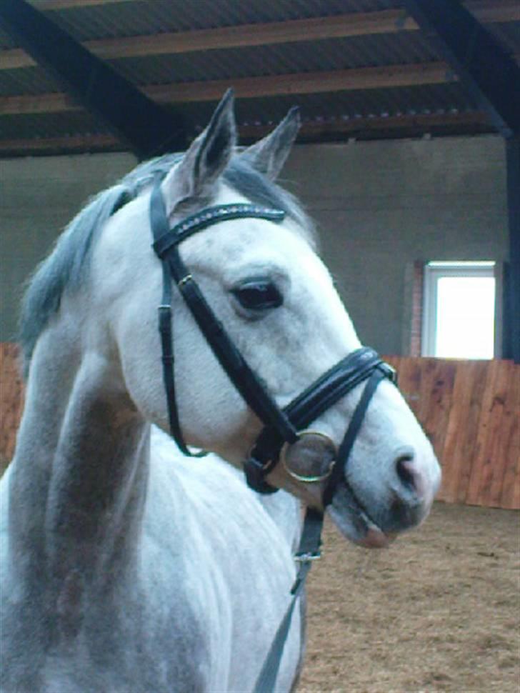 Arabisk fuldblod (OX) Rashid ox R.I.P. billede 17