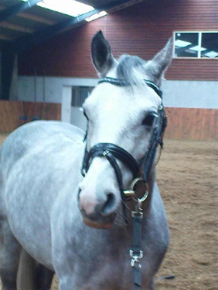 Arabisk fuldblod (OX) Rashid ox R.I.P. billede 18