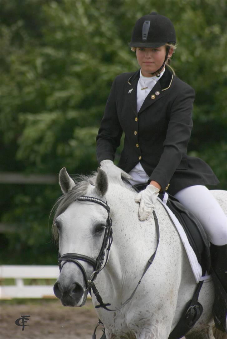 Connemara WOOLY WESTLAND † billede 17