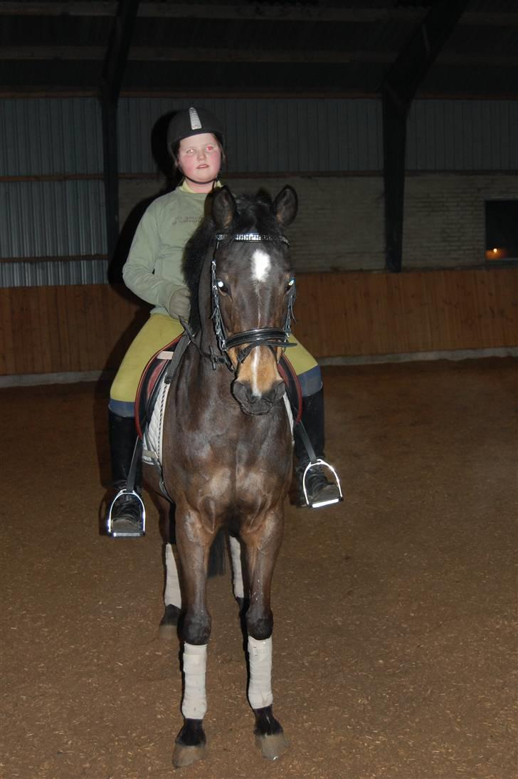 Welsh Pony af Cob-type (sec C) Hamriks Brandy  - Første gang jeg red hende her hjemme. billede 6