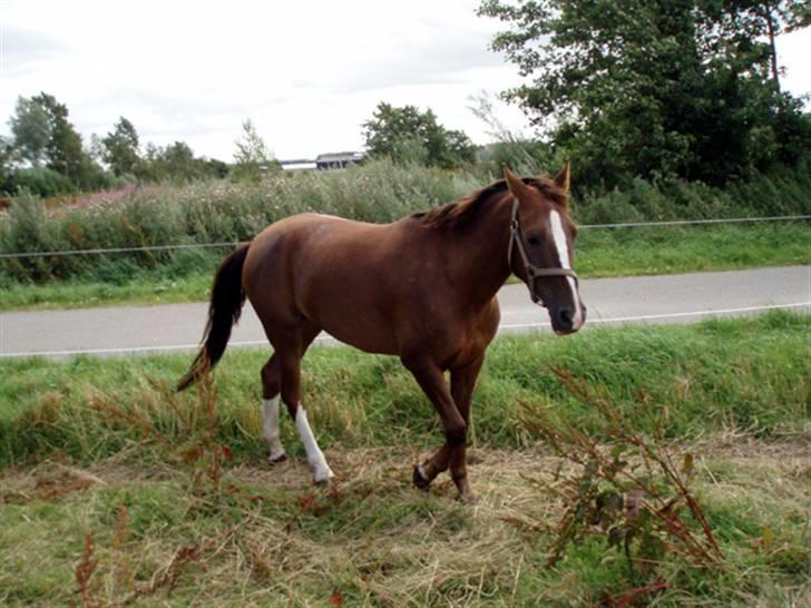 Hollandsk Sportspony Morsø Banks Kashmira SOLGT - fold jah Foto Micheal billede 16