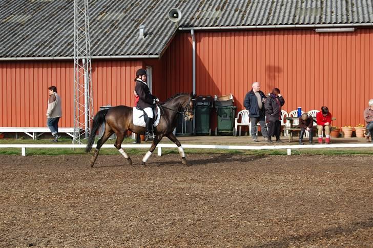 Welsh Pony af Cob-type (sec C) Hamriks Brandy  - kongsvad. billede 7