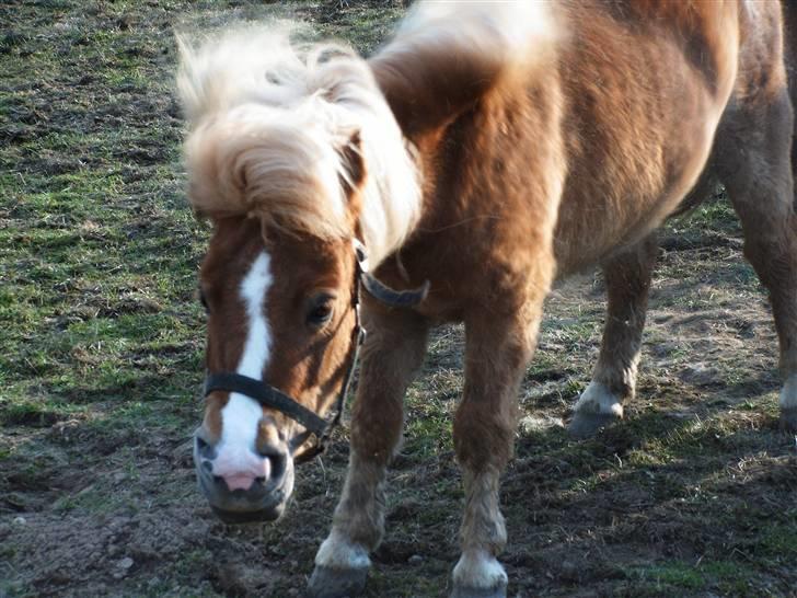 Shetlænder ~Solsikkens Bastian~ - Ryste efter en rulle tur :) billede 2