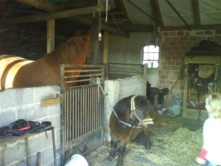 Shetlænder R.I.P Prins :'( - Prins og Freja <33 billede 12