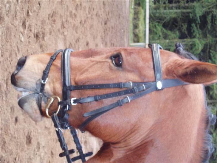 Oldenborg Cornando - Cornando´s hoved, han er ikk sur han lytter bare..! billede 7