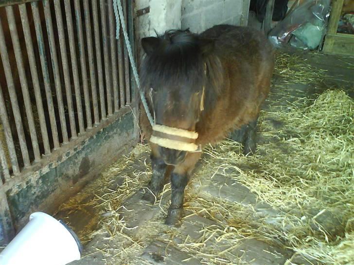 Shetlænder R.I.P Prins :'( billede 13