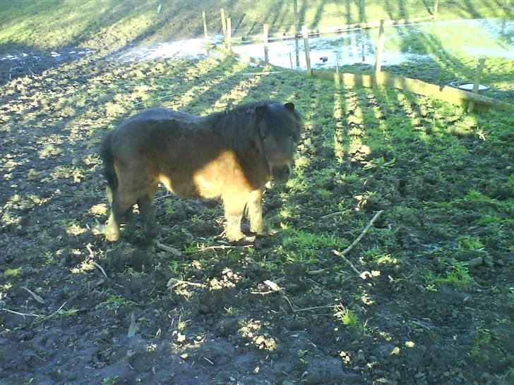 Shetlænder R.I.P Prins :'( billede 14