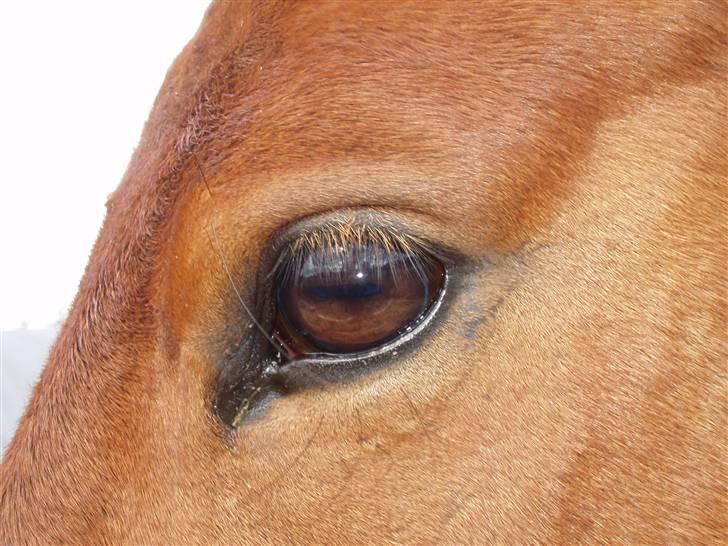 Oldenborg Cornando - elsker blikket i hans øjne.. <333  billede 8