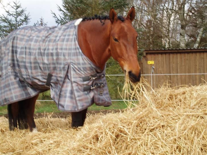 Oldenborg Cornando - med det nye dækken.. :) billede 10