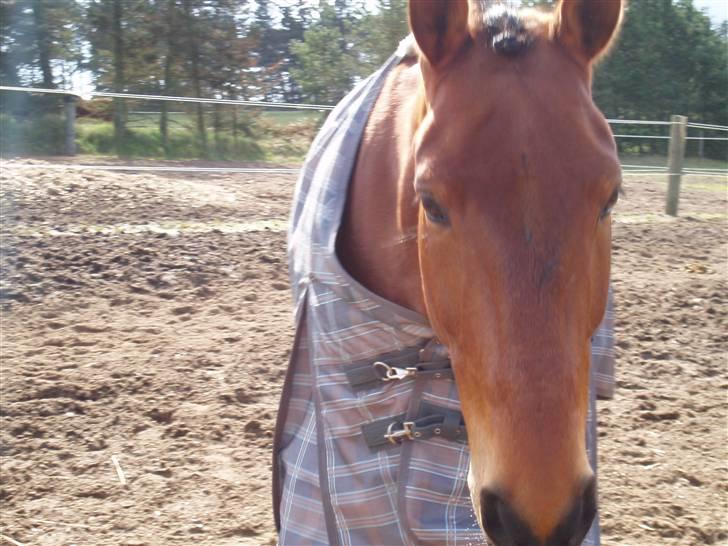 Oldenborg Cornando billede 11