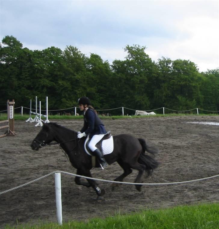 Welsh Cob (sec D) Silva - Et af de første stævner sammen, self. placering (: <3 billede 16