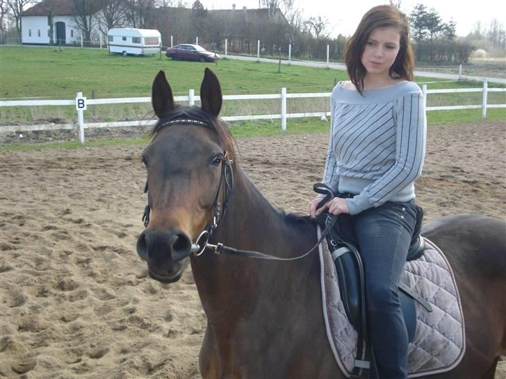 Dansk Varmblod Bolingi - tror nok det er fra aug. 2007 billede 10