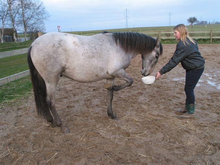 Pura Raza Española TU Ortigo (Manse) - 2 år. billede 18