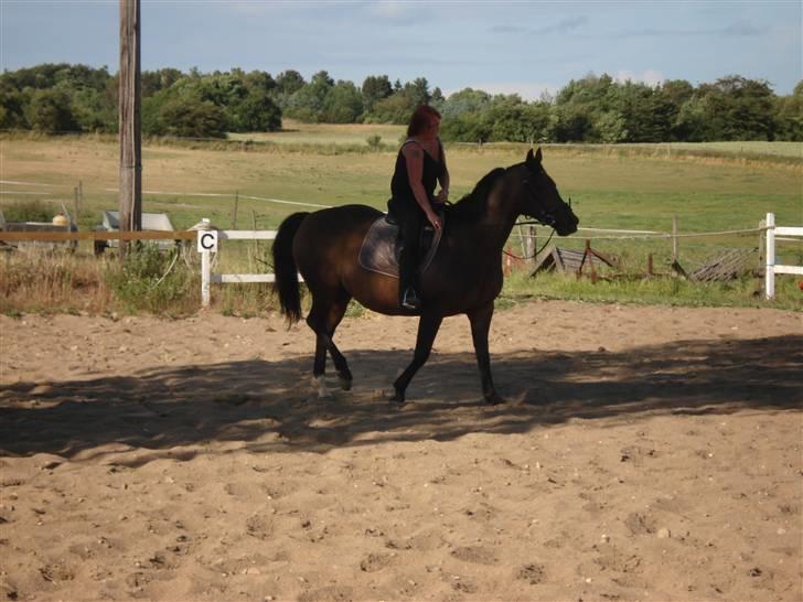 Dansk Varmblod Bolingi billede 11