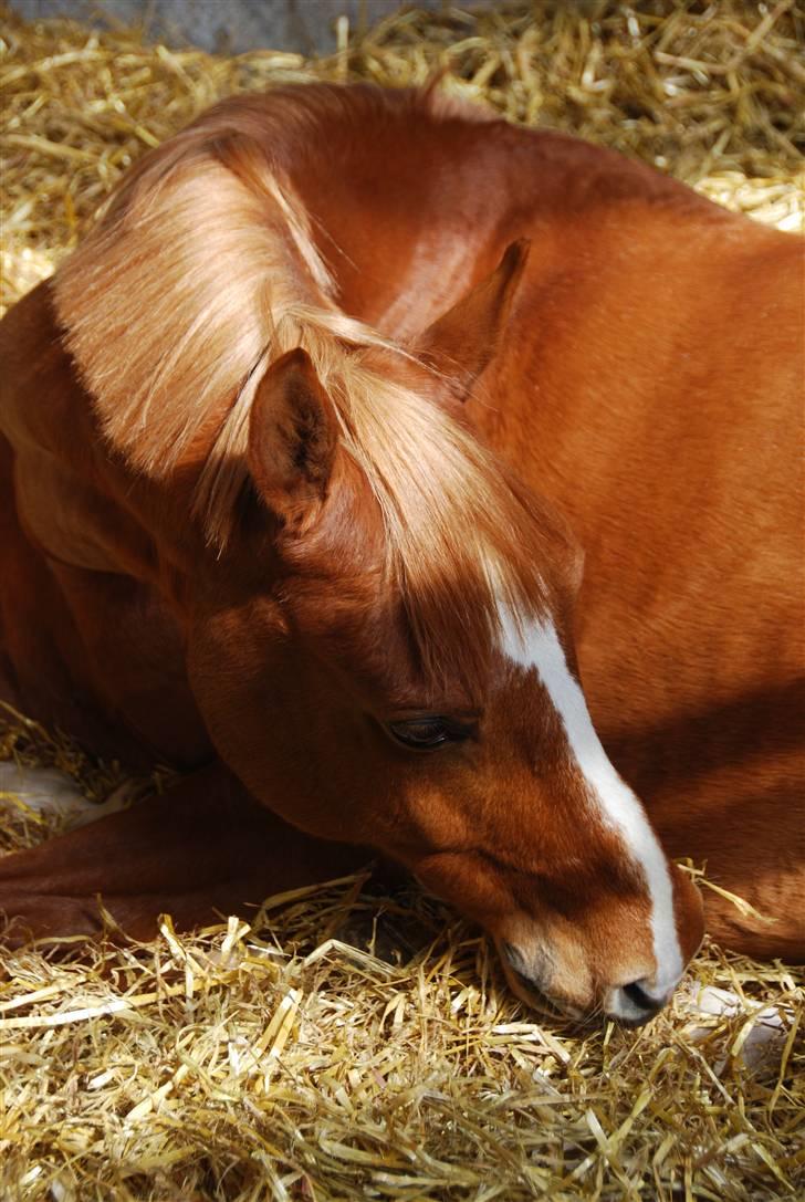 DSP Lintrupgaard Cavito - 3: Baby cavito (L) billede 3