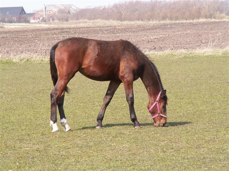 Oldenborg Borgstrøms Pepita - Nu er jeg ved at være stor!! 9/4-08 billede 10