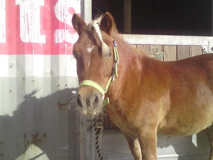 Shetlænder Tvebak Blondie - Tvebak klar til ponytrav  billede 6