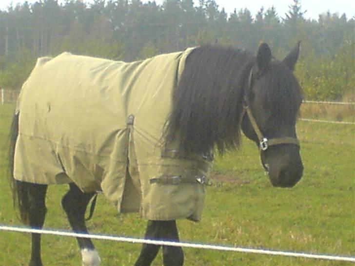 Anden særlig race Lightning R.I.P :'( - på folden :D billede 15