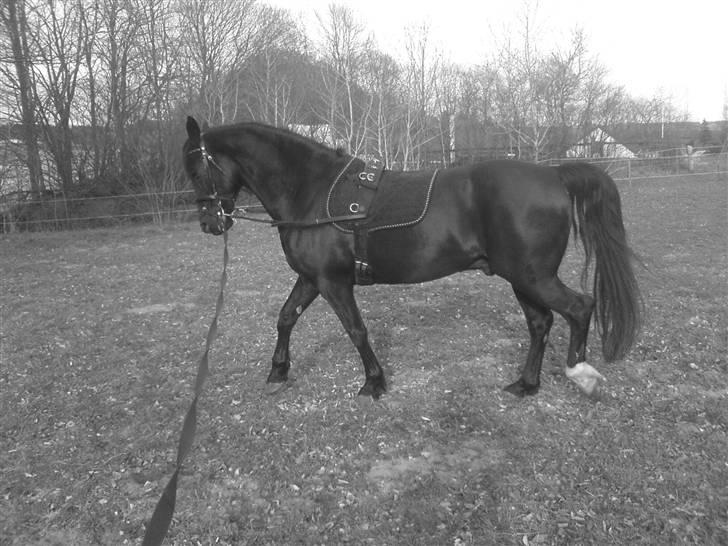 Anden særlig race Lightning R.I.P :'( - Lige ude og longere :D han såååh dygtig og LÆKKER ! :D  Hej Hej  billede 16