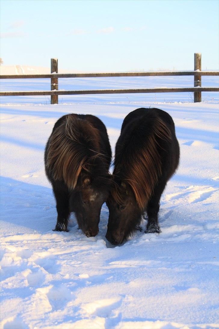 Shetlænder Jægergårdens Hikki - Foto : Mig / Hanne Viola Pedersen billede 8