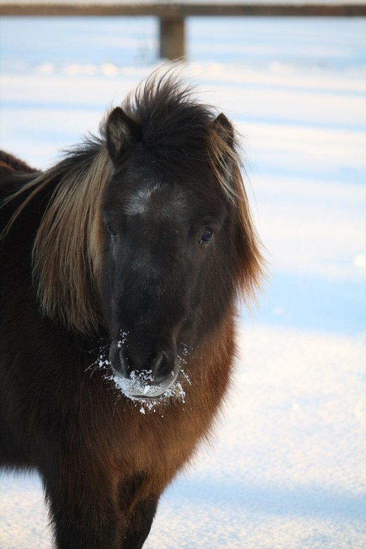 Shetlænder Jægergårdens Hikki - Foto : Mig / Hanne Viola Pedersen billede 9