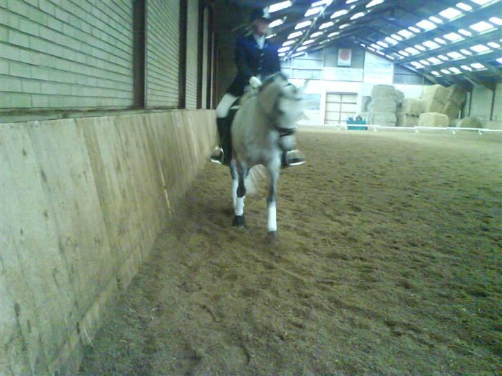 Welsh Pony af Cob-type (sec C) Figo - Mig og figo til stævne ;D billede 19