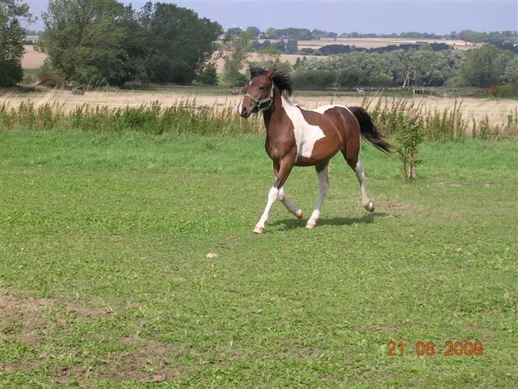 Anden særlig race Mr.Melle  "SOLGT" - Sommer 08´ billede 7