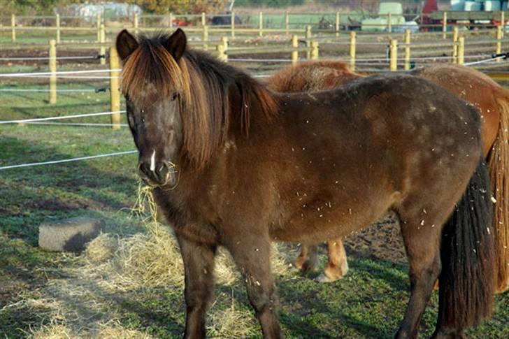 Islænder Dimma fra Asgård - Den Dejligeste Mule i verden <3 billede 16