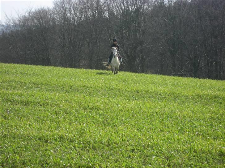 Anden særlig race sille - En frisk galop, på en dejlig græsmark! (taget f Anna.) billede 14