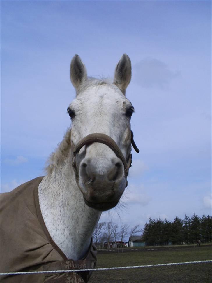 Connemara Troldebakkens Cuchulain  - Min elskede pony! billede 15