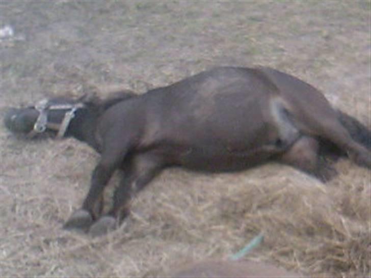Shetlænder Fede Silas /solgt ;)/ - Zzzzzz billede 10