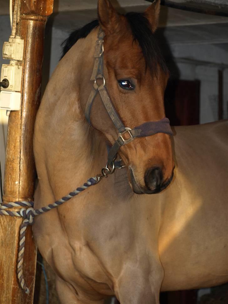 Dansk Varmblod Canut-B SOLGT - D.26/02-2008 billede 15