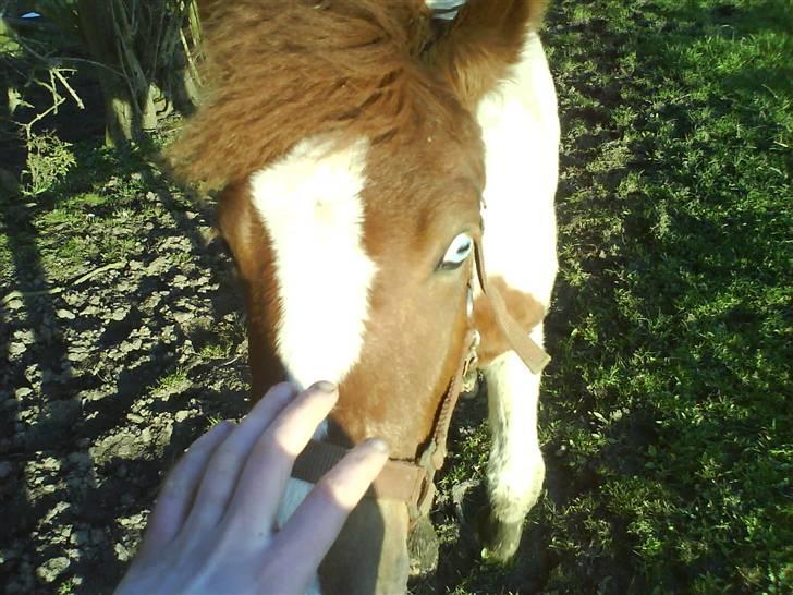 Pinto Djina <3 "Byttet" :/ - Huner UMULIG at tage billeder af !! :@ hehe billede 13